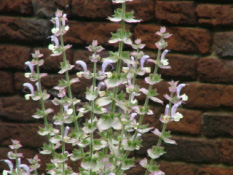 Salvia sclareaScharlei bestellen